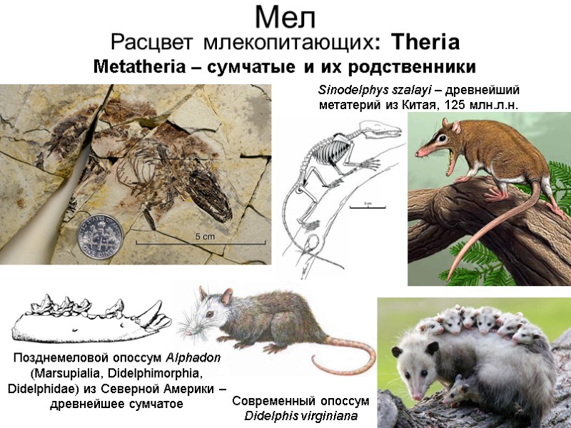 Мел Sinodelphys szalayi – древнейший метатерий из Китая, 125 млн.л.н. Позднемеловой опоссум Alphadon (Marsupialia,